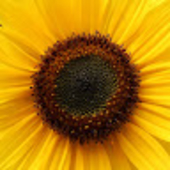 Meet your Posher, Anna - Picture 1 of 1